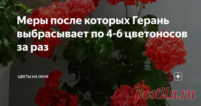 Меры после которых Герань выбрасывает по 4-6 цветоносов за раз
