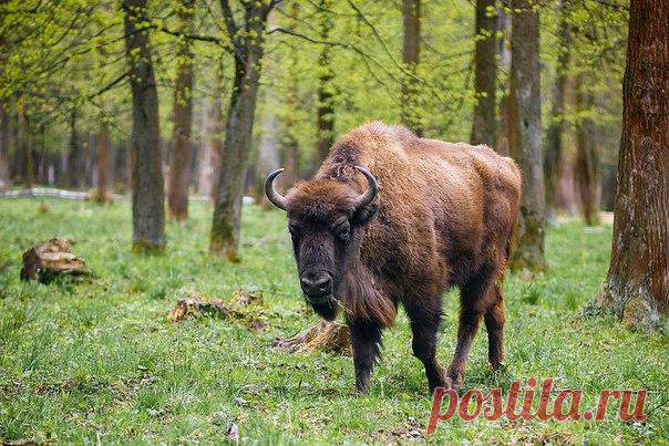 В Германии впервые за 250 лет появился зубр, по всей видимости, забредший из Польши – и был незамедлительно застрелен по распоряжению властей города, в котором ему не повезло оказаться.