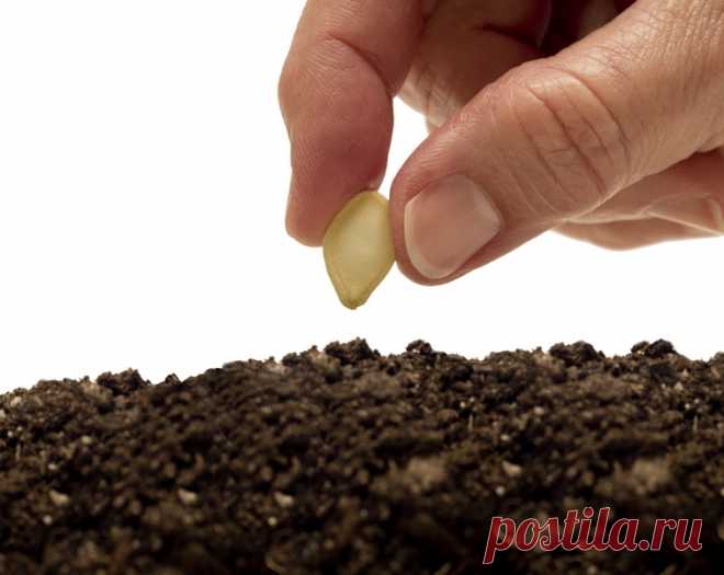 Что сеять на рассаду в феврале - узнайте какую культуру пора сажать