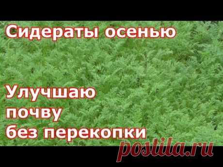 Сидераты осенью. Улучшаю почву без перекопки - YouTube