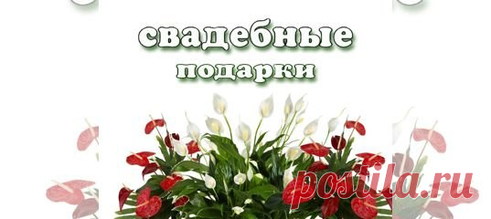 Подарок на свадьбу. Челябинск купить в Челябинске | Товары для дома и дачи | Авито Подарок на свадьбу. Челябинск: объявление о продаже в Челябинске на Авито. Традиционно на свадьбу дарят Антуриум (мужское счастье) и Спатифиллум ( Женское счастье). В паре они приносят в семейную жизнь счастье и гармонию. Свадебное дерево мирт или фикус. Бонсай Олицетворяет благополучие в семейной жизни. Цитрусовые деревья ( лимон и мандарин) подаренные на свадьбу гарантируют много много дет...