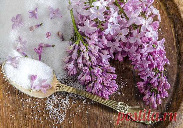 Сироп из сирени,желе из сирени,настойка на лепестках сирени
