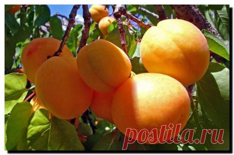 Абрикос. Хитрости посадки, выращивания и ухода. - описание, размножение, уход, посадка, фото, применение в саду, сорта и виды Мы привыкли, что абрикосы растут в основном на юге. За последние годы многое изменилось. Благодаря усилиям селекционеров теперь их можно выращивать и под Москвой, в и более северных краях. За что так любят абрикосы? Абрикосы способны поддерживать отличное здоровье, предупреждать и даже лечить различные болезни, поэтому многие народы мира издавна наз...