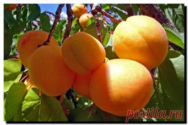 Абрикос. Хитрости посадки, выращивания и ухода. - описание, размножение, уход, посадка, фото, применение в саду, сорта и виды Мы привыкли, что абрикосы растут в основном на юге. За последние годы многое изменилось. Благодаря усилиям селекционеров теперь их можно выращивать и под Москвой, в и более северных краях. За что так любят абрикосы? Абрикосы способны поддерживать отличное здоровье, предупреждать и даже лечить различные болезни, поэтому многие народы мира издавна наз...