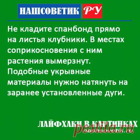 Как не нужно укрывать клубнику на зиму спанбондом: важный момент. Его обязательно нужно учитывать, иначе клубника у вас вымерзнет.