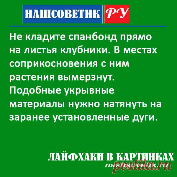 Как не нужно укрывать клубнику на зиму спанбондом: важный момент. Его обязательно нужно учитывать, иначе клубника у вас вымерзнет.