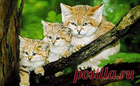 Вот с каким хищным животным можно сравнить женщин разных знаков Зодиака
