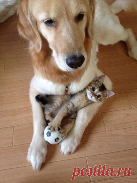 ЕЩЁ КОТЭ | KotoMail.ru