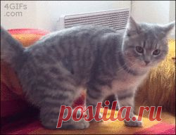 safe_image.php (250×192)