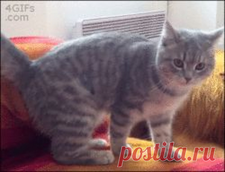 safe_image.php (250×192)