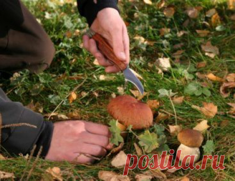 Как отличить съедобные грибы от непригодных в пищу