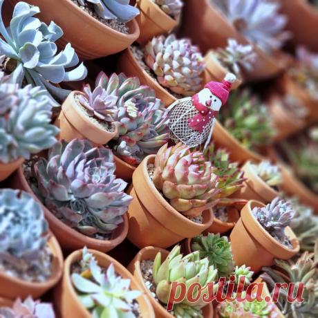 Весеннее руководство по выращиванию суккулентов | Кактусач | Яндекс Дзен