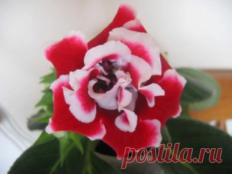 САЙТ ОРХИДЕЯ - ПРОДАМ ГЛОКСИНИИ - ФОТО КАТАЛОГ