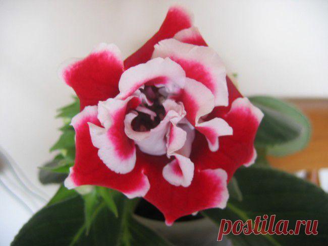 САЙТ ОРХИДЕЯ - ПРОДАМ ГЛОКСИНИИ - ФОТО КАТАЛОГ