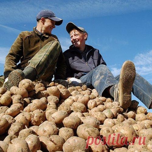 500 кг клубней с сотки – это возможно!