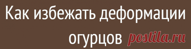 Как избежать деформации огурцов
Деформированные крючковатые огурцы – это весело (особенно когда на фото длинный огурец, изогнутый в виде знака «?» и с подписью: «Созрел вопрос»). Однако огородника такие нетоварные плоды не радуют: они не только имеют странный вид, но обычно хуже на вкус, чем обычные. Разберемся, как этого избежать. Деформация огурцов. Иллюстрация для статьи используется по стандартной лицензии […]
Читай дальше на сайте. Жми подробнее ➡