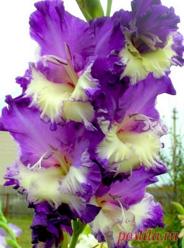 (25) Мой Мир@Mail.Ru