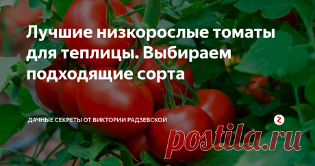 Лучшие низкорослые томаты для теплицы. Выбираем подходящие сорта Сейчас на рынке представлено намного больше сортов томатов, чем раньше. Широкий выбор сортов иной раз приводит к замешательству даже опытных огородников. Ведь, когда смотришь на разнообразие сортов теряешься в их выборе. Поэтому я решила заранее определиться с сортами, выбрать наиболее подходящие.
