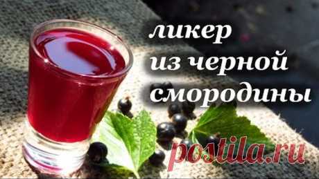 Рецепт ликера из черной смородины от Алкофана