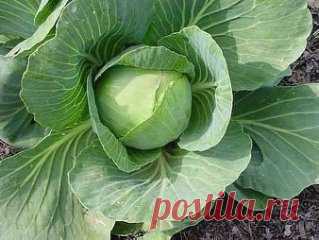 ЧТОБЫ КАПУСТА РОСЛА КРЕПКОЙ И ЗДОРОВОЙ
🍃 🍃 🍃 🍃 🍃 🍃 🍃 🍃 🍃 🍃 🍃 🍃 🍃
Чтобы капуста росла крепкой и здоровой, я использую испытанное временем средство. В 3 л воды добавляю аптечный пузырек валерианы и 1 ст. л. жидкого мыла. Подготовленным раствором опрыскиваю капусту, пораженную вредителями, – и все, больше ей никто не мешает расти. А за месяц до уборки кочанов на хранение опрыскиваю капусту нашатырным спиртом. Для этого 1 пузырек нашатырного спирта (40 мл) надо вылить в 5-литровое ведро