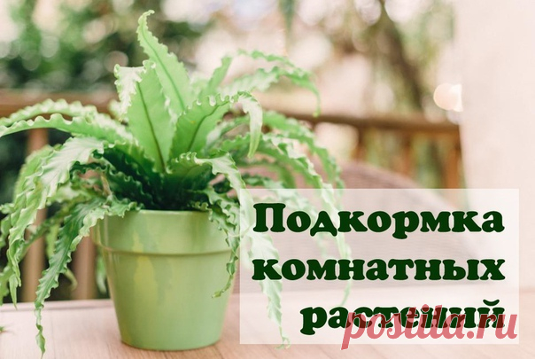 ЧЕМ ПОДКАРМЛИВАТЬ КОМНАТНЫЕ РАСТЕНИЯ?

Секрет роскошного комнатного цветника прост: растения нужно хорошо
подкармливать, иначе не дождаться ни пышной листвы, ни хорошего
цветения. Жесткая 