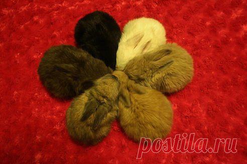 Увлекательный журнальчик