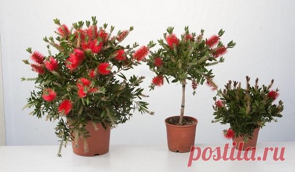 Виды каллистемона с фото — уход за комнатным растением