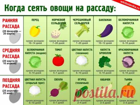 Примерные сроки посева семян овощей на рассаду
#растения #рассада #огород #дача