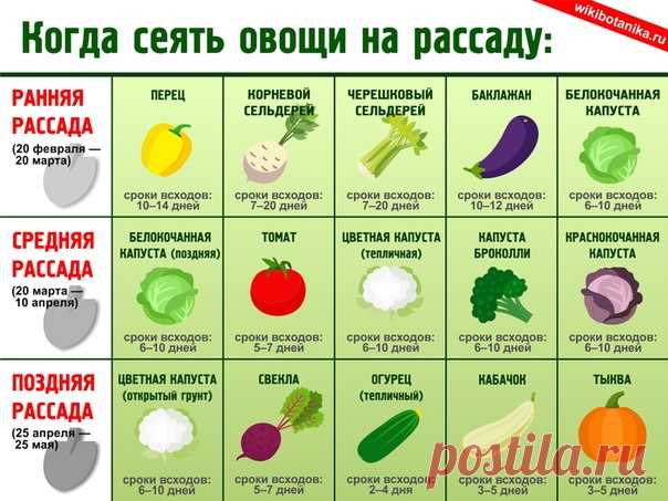 Примерные сроки посева семян овощей на рассаду
#растения #рассада #огород #дача