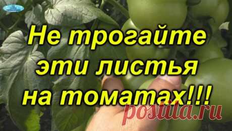 Никогда не удаляйте на томатах эти листья!!! - Яндекс.Видео