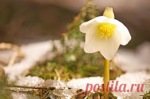 Сезонные работы в саду и огороде: третья неделя марта