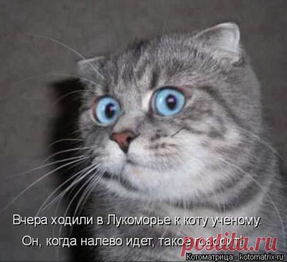 Наши кошки ( котоматрица) | Обхохочешься