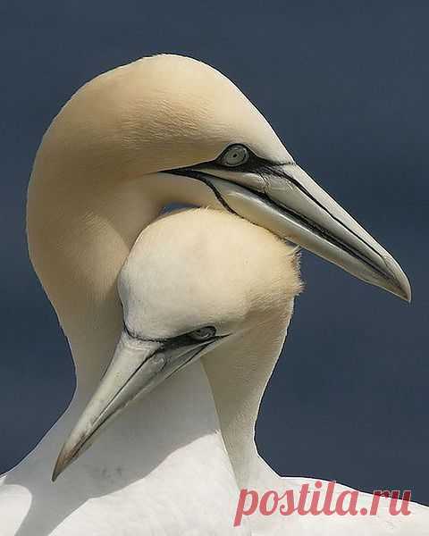 Мой Мир@Mail.Ru