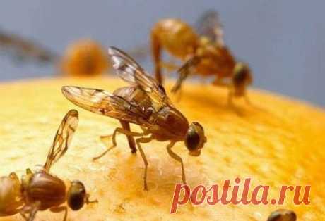 Ловушка для мошек своими руками - доступный и эффективный способ избавиться от насекомых | Netparazit.RU