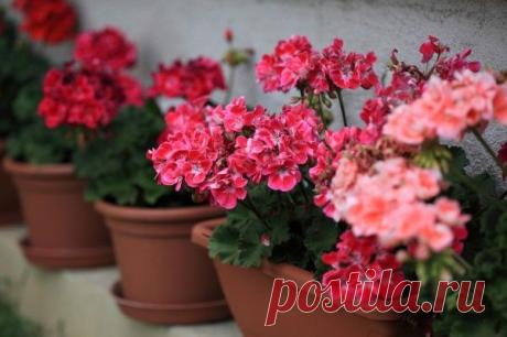 Какие комнатные растения очищают воздух? - Комнатные растения - уход за комнатными растениями - Дом - IVONA - bigmir)net - IVONA