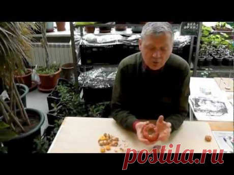 Гладиолусы. видео-сборник