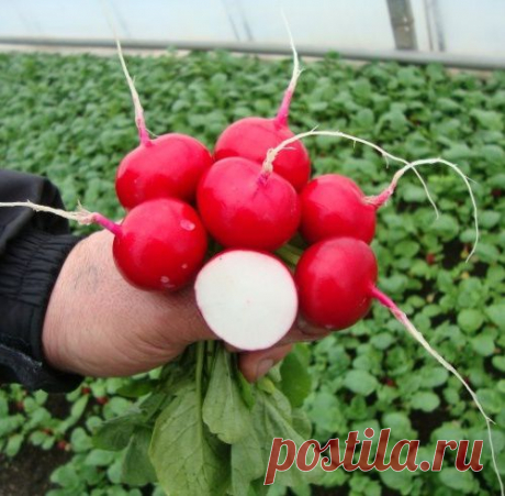 Выращиваем редиску на продажу