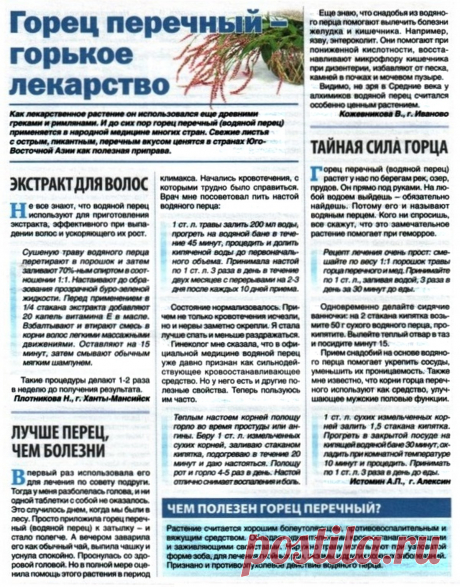 Горец перечный - горькое лекарство