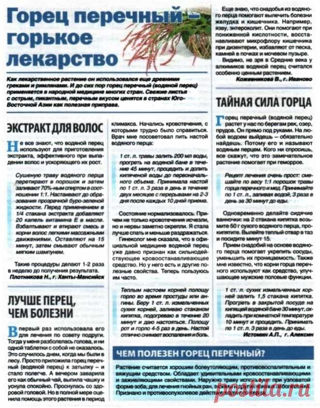 Горец перечный - горькое лекарство
