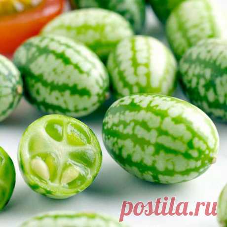 Африканский огурчик - экзотика на вашей даче | Дачный участок