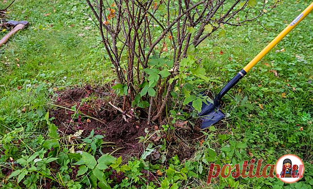 Кустарники, от которых необходимо избавиться осенью без сожаления, чтобы не остаться без урожая в следующем году | Цветущий сад | Яндекс Дзен