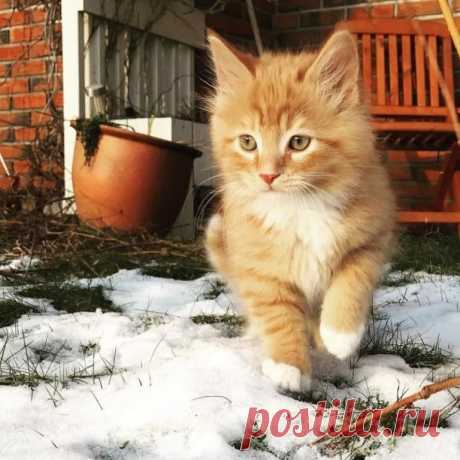 Познакомьтесь с норвежским котом, который просто обожает гулять с людьми по дикой природе! Пару лет назад норвежка Лене искала себе кота. Ее выбор остановился на рыжике с забавной кличкой – Примус. Лене нашла его в одном из приютов для животных.
 Там девушке рассказали историю этого...