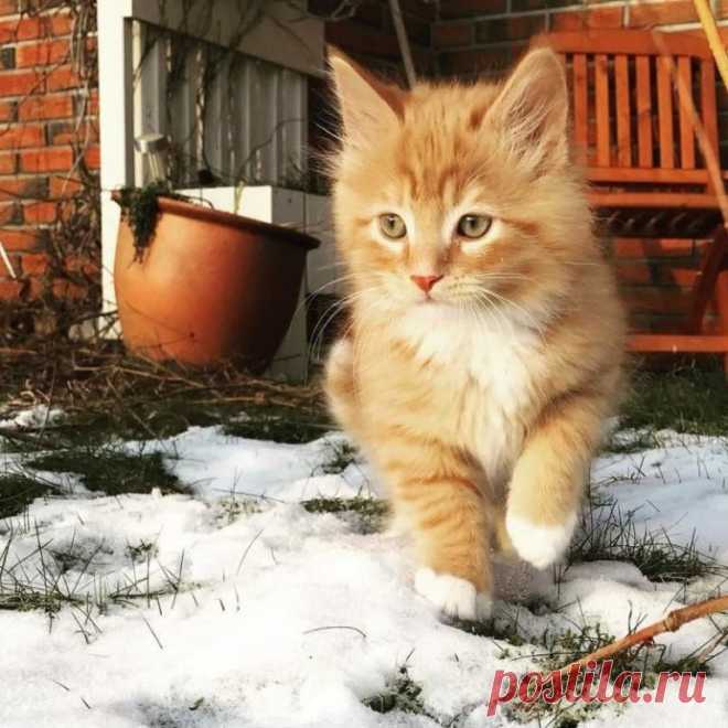 Познакомьтесь с норвежским котом, который просто обожает гулять с людьми по дикой природе! Пару лет назад норвежка Лене искала себе кота. Ее выбор остановился на рыжике с забавной кличкой – Примус. Лене нашла его в одном из приютов для животных.
 Там девушке рассказали историю этого...