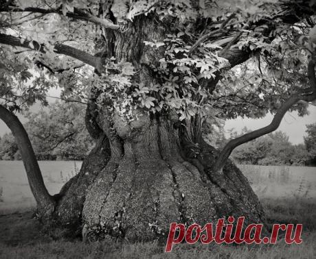 Фотограф снимала самые старые деревья мира в течение 14 лет. Величественность этих гигантов завораживает...