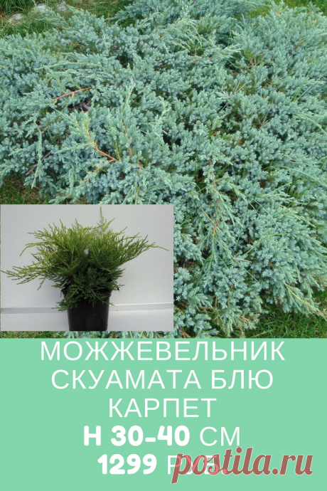 Можжевельник Скуамата Блю Карпет Н 30-40 см.
 Литраж контейнера 5л
Высота саженца 30-40 см. 
1 299 руб.