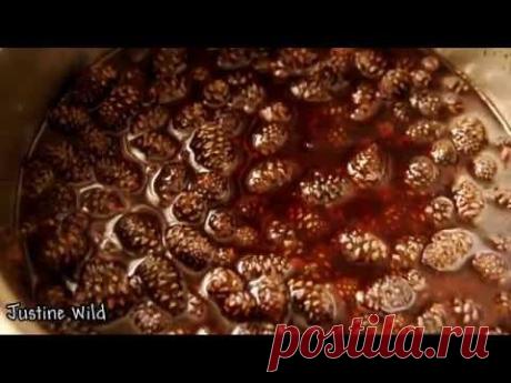 Варенье из сосновых шишек рецепт