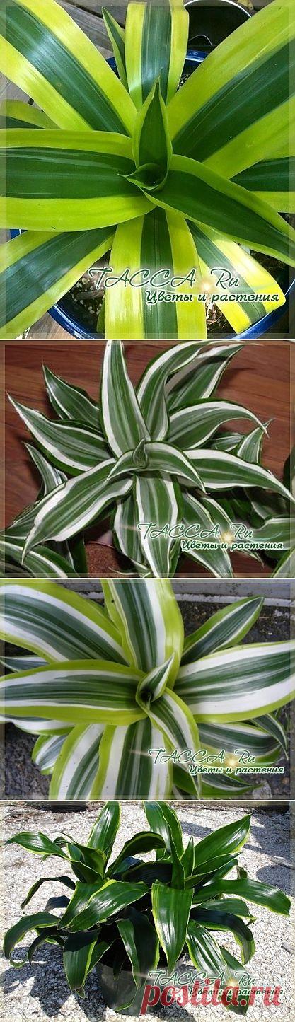 Драцена деремская, или душистая (Dracaena deremensis, Fragrans): фото, уход, размножение.