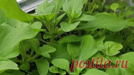 Петунию теперь сею только так. Просто и без пикировки