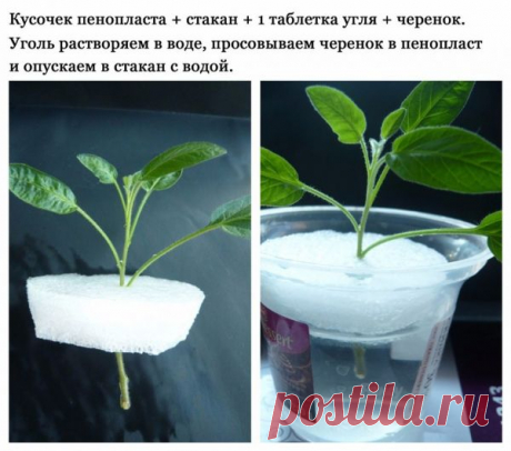 Садоводство, дача / Выращивание / Pinme.ru