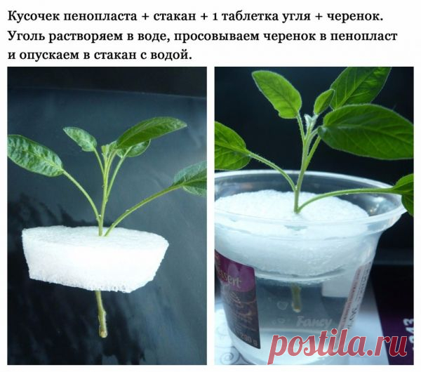 Садоводство, дача / Выращивание / Pinme.ru